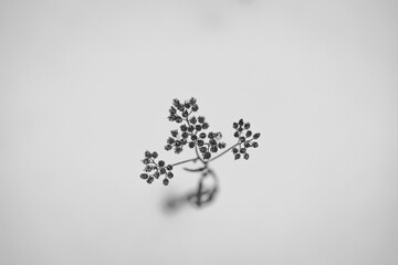 dry grass on snow background
