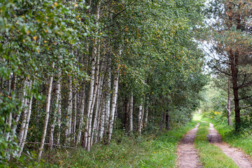 Obraz premium pathway through birch forest in summer