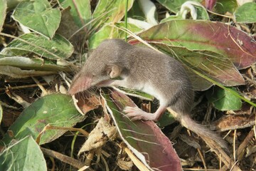 Small shrew on grass in the garden, closeup