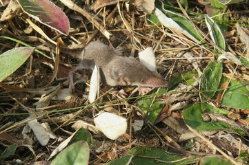 Small baby shrew on grass in the garden, closeup
