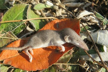 Small baby shrew sorex on leafs in autumn garden, closeup