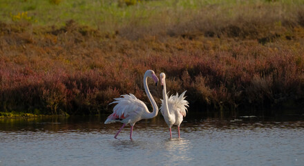 pink flamingo males fighting for supremacy
