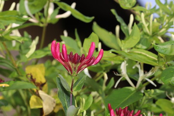 Red flower photographed in the local garden in Bavaria