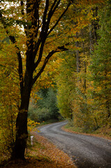 Naklejka na ściany i meble Forest road between trees with yellow leaves. Autumn season concept.