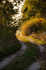 Autumn forest. Forest path between trees with yellow leaves. Sun rays break through branches of trees.