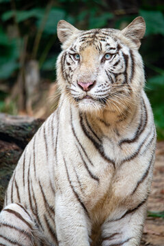 Portrait Of A White Tiger.