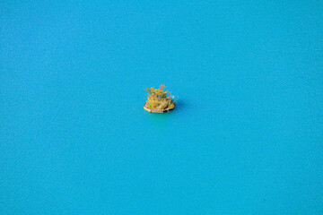 sea shell on blue background