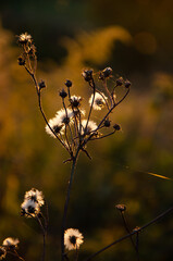 Silhouettes of dry plants on background of sunset. Selective focus inflorescences of dry grass with copy space. Natural background of wild flowers. Autumn season concept.