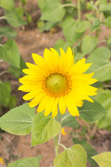 sunflower in the field