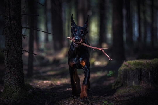 Portrait Of Dog In Forest