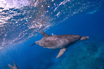 Obraz premium イルカ