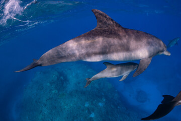 Fototapeta premium イルカ