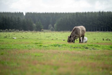 Cow in a green field