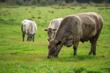 Cow in a green field