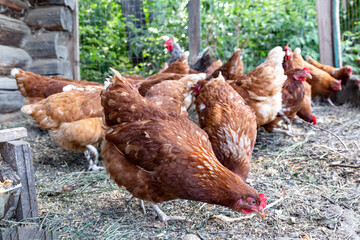 Hens walking on the backyard close up. Domestic farm in the village