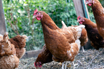 Hens walking on the backyard close up. Domestic farm in the village
