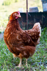 Hens walking on the backyard close up. Domestic farm in the village