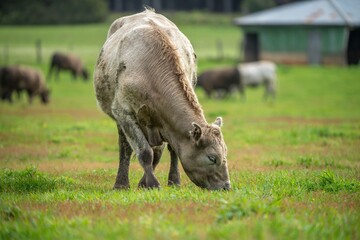 Cow in a green field