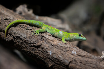Giant geko of Madagascar. Side View