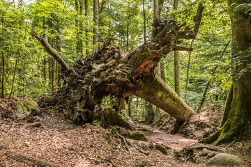 Naturschutzgebiet Wildbachklamm Buchberger Leite in Ringelai im Bayerischen Wald, Deutschland