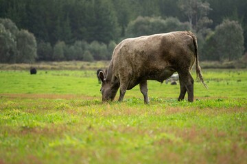 Cow in a green field