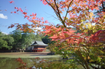 美しい秋の日本庭園
