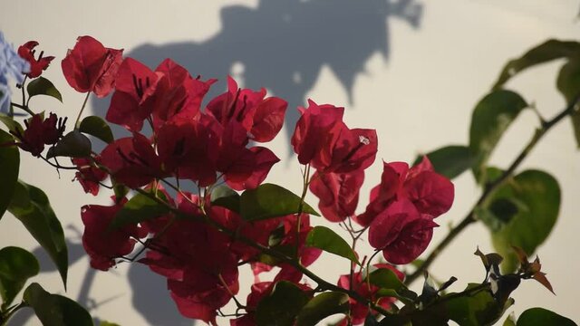 Bougainvillier, 11 secondes.