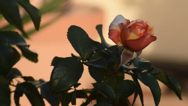 Rose bicolore, 13 secondes.