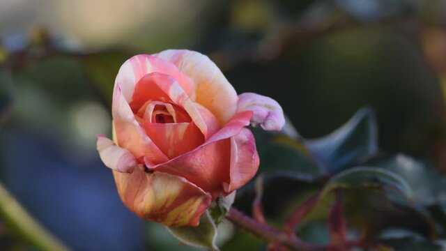 Rose bicolore, 30 secondes.
