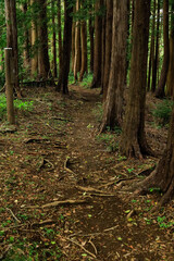 path in the woods