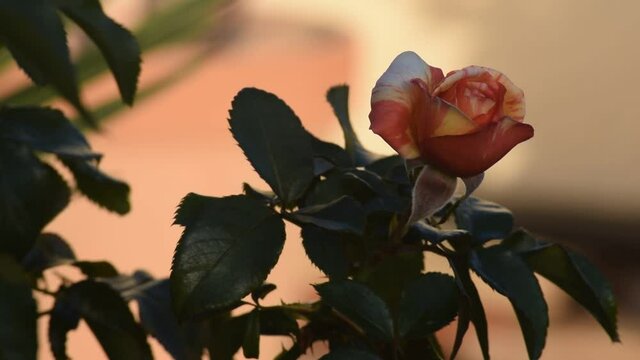 Rose bicolore, 32 secondes.