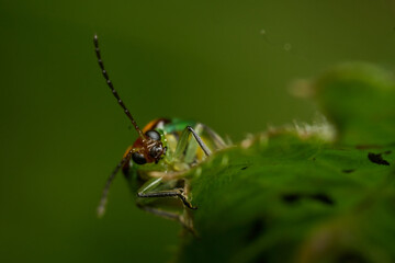 Details of a green ladybug among leaves and branches.