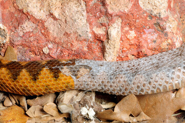 sich häutende Schlange (Europäische Hornotter (Vipera ammodytes)) // Moulting snake (nose-horned...