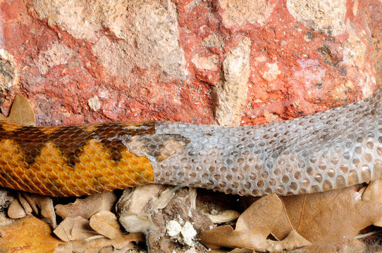sich häutende Schlange (Europäische Hornotter (Vipera ammodytes)) // Moulting snake (nose-horned viper (Vipera ammodytes))