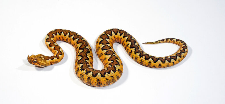 Nose-horned viper // Europ&auml;ische Hornotter (Vipera ammodytes)