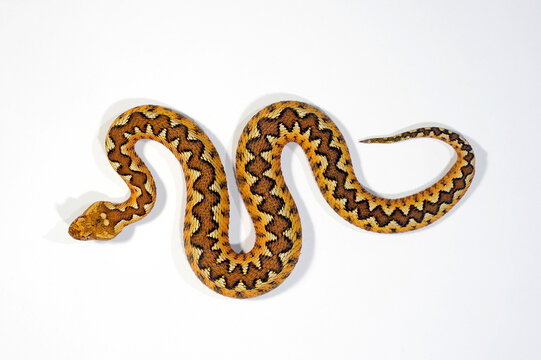 Nose-horned viper // Europ&auml;ische Hornotter (Vipera ammodytes)