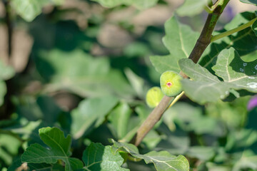 A fig tree with fruit. Gardening. Curb plan.