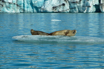 Seals on floating ice on lake Jökulsarlon in Vatnajökull National Park, Iceland, Europe
