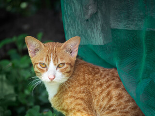 Thai orange cat sitting in green grass background 