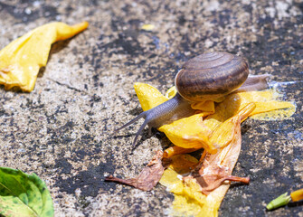 a small snail walking on the ground