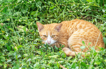 Thai orange cat sitting in green grass background 