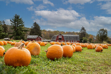 Pumpkins arranged on grass field in front of old red barn and corn stalks under blue cloudy sky for...