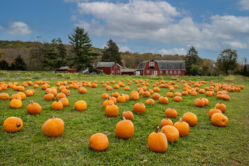 Pumpkins arranged on grass field in front of old red barn and corn stalks under blue cloudy sky for...