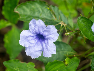 Violet flower of Ruellia tuberosa plant