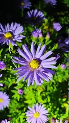 purple chrysanthemum   flower
