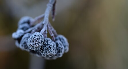 Hoarfrosted chokeberries fruits closeup, frozen aronia fruits macro in autumn or winter garden bokeh background with copy space.