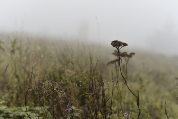 The field is in a fog. Atmospheric frame. Autumn nature. Raindrops