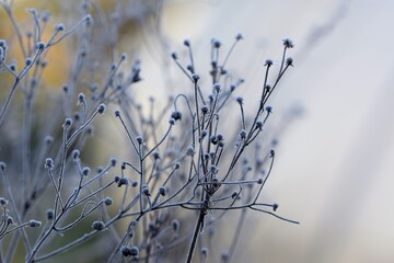 Hoarfrosted wild plant on bokeh misty background, autumnal view on wild meadow.