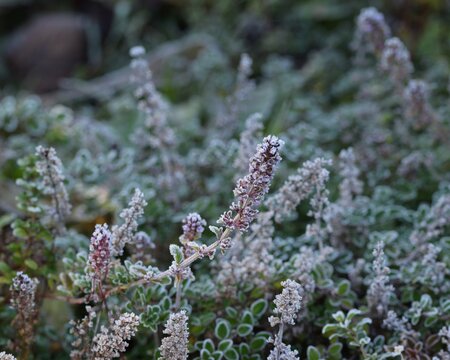 Lemon thyme hoarfrosted plants with flowers, thymus pulegioides in frosted autumn herbal garden.