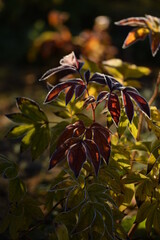 Peonies autumn leaves, hoarfrosted paeony leaves in autumn sunny garden.